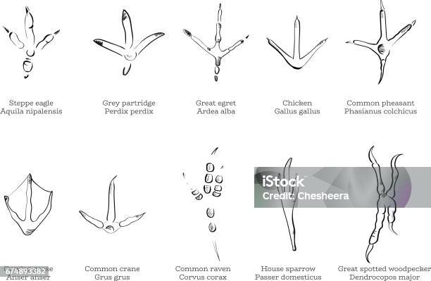 Set Of Birds Trails Stock Illustration - Download Image Now - Footprint, Bird, Claw