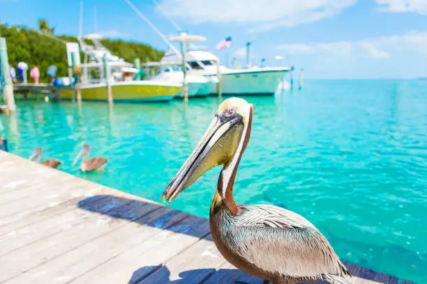 Photo of Big brown pelicans in Islamorada, Florida Keys