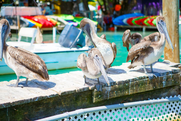 istock Big brown pelicans in Islamorada, Florida Keys 674900612