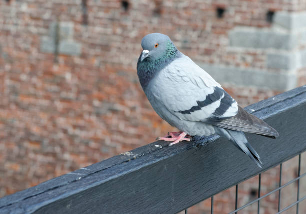 istock detail of a pigeon 674902388