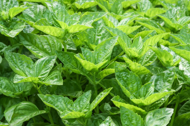 istock Fresh green basil leaves in garden 674902732