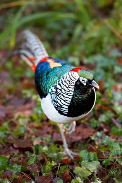 Photo of Lady Amhersts Pheasant