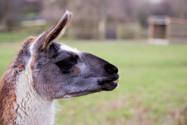 istock Lama grazing on the farm 674903160