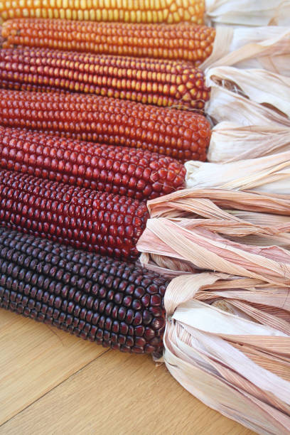 カラフルなトウモロコシのコブ。選択フォーカス - autumn corn indian corn decoration ストックフォトと画像