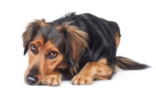 Mischling dog breed lies sadly ashamed with head on ground Half-breed dog breed lies sadly ashamed with head on ground traurig stock pictures, royalty-free photos & images