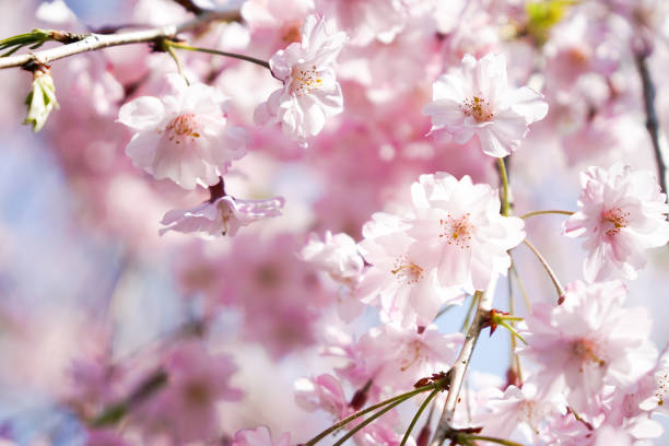 istock Pink cherry blossom or sakura on blue sky 674913600
