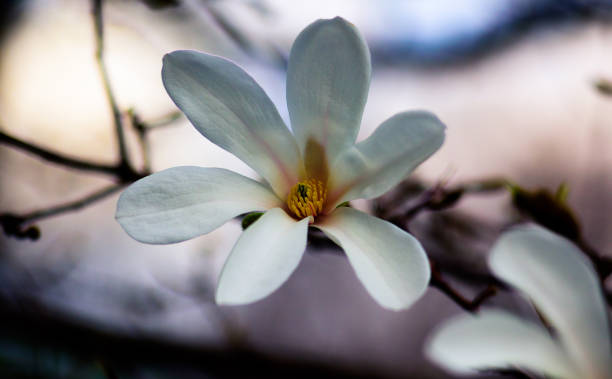 an amazing blossom magnolia. nature background. spring flowers. spring background - bentham imagens e fotografias de stock