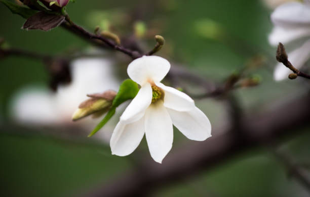 素晴らしい花マグ��ノリア。自然の背景。春の花。春の背景 - bentham ストックフォトと画像