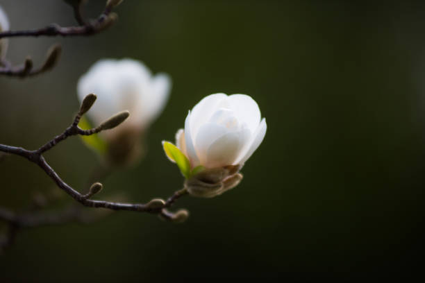 素晴らしい花マグノリア。自然の背景。春の花。春の背景 - bentham ストックフォトと画像