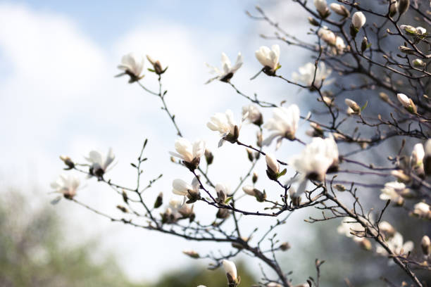 素晴らしい花マグノリア。自然の背景。春の花。春の背景 - bentham ストックフォトと画像