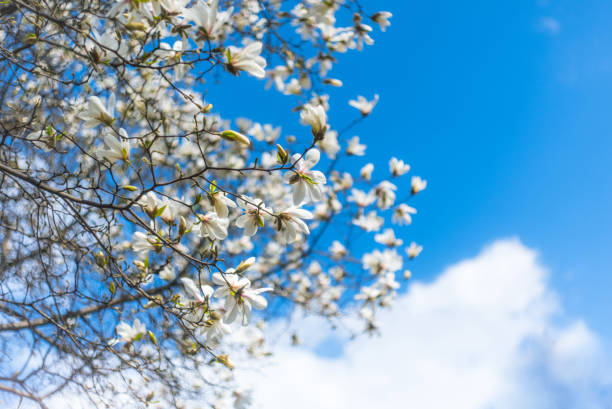 素晴らしい花マグノリア。自然の背景。春の花。春の背景 - bentham ストックフォトと画像