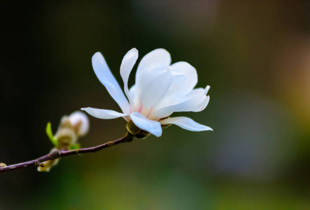 an amazing blossom magnolia. nature background. spring flowers. spring background - bentham imagens e fotografias de stock