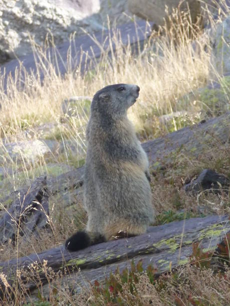 istock Groundhog on the lookout 674924050