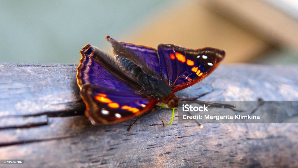 Wonderful butterfly wonderful colourful butterfly Argentina Stock Photo