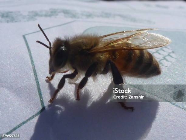 Bee Stock Photo - Download Image Now - Animal Antenna, Animal Body Part, Animal Wing