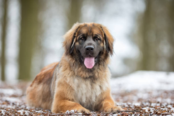 leonberger dog - leonberger photos et images de collection