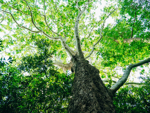 istock A tall tree to sky. Flowers and plants in Montenegro 674931218