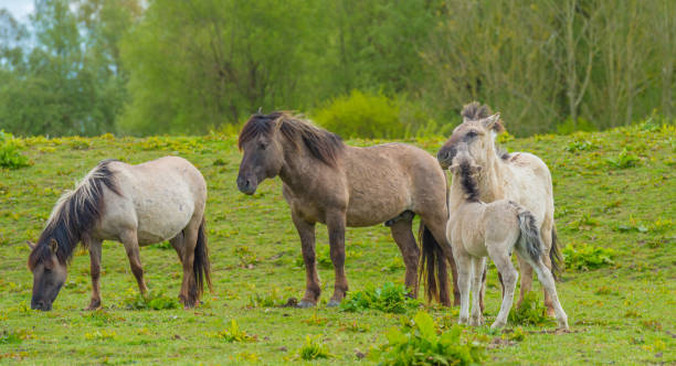 istock Horses in a meadow in wetland in spring 674933430