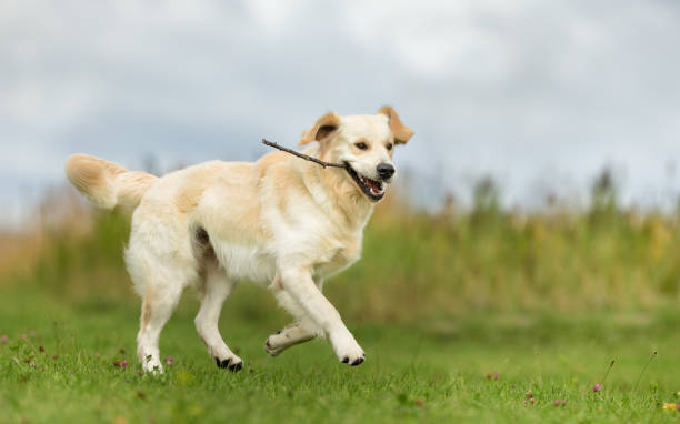 istock White Golden Retriever Dog 674933550