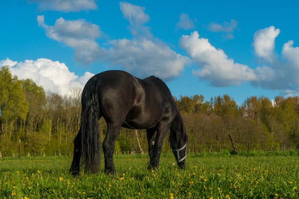 фрезианская лошадь - horse black stallion friesian horse стоковые фото и изображения