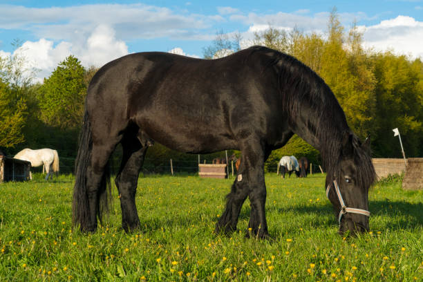 фрезианская лошадь - horse black stallion friesian horse стоковые фото и изображения