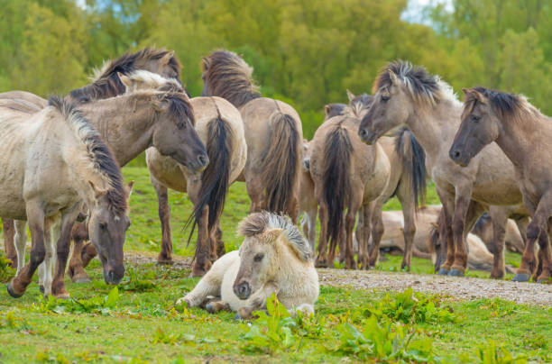 istock Horses in a meadow in wetland in spring 674934048