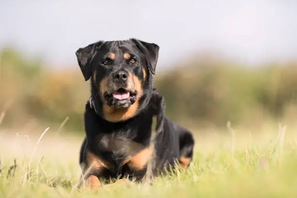 Healthy purebred dog photographed outdoors in the nature on a sunny day.