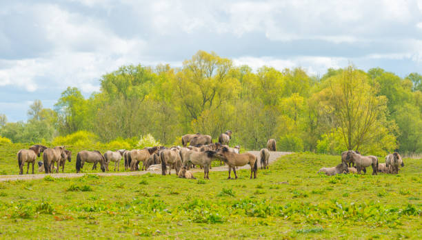 istock Horses in a meadow in wetland in spring 674934460
