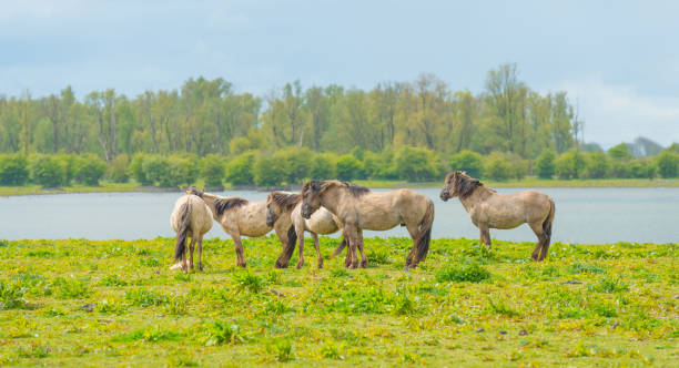 istock Horses along the shore of a lake in spring 674934532
