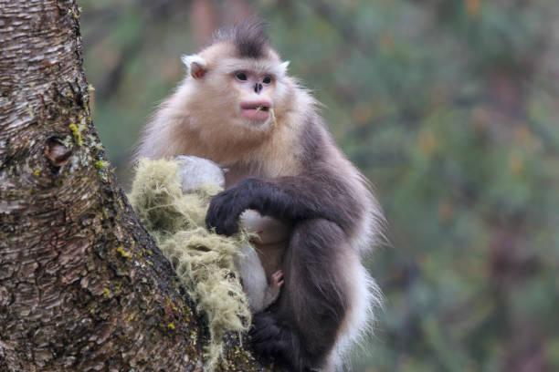 Yunnan Black Snub-Nosed Monkey (Rhinopithecus Bieti) Yunnan Black Snub-Nosed Monkey (Rhinopithecus Bieti) yunnan province stock pictures, royalty-free photos & images