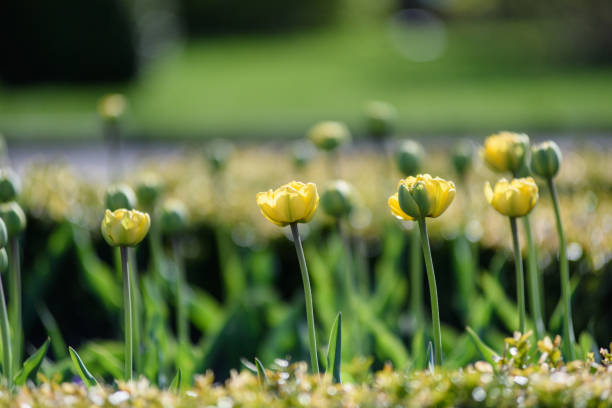 the first blossoming flowers of the spring. the return of the cozy and warm days. nature background. - bentham imagens e fotografias de stock