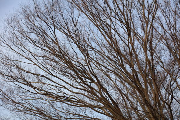 tree tree 木漏れ日 stock pictures, royalty-free photos & images