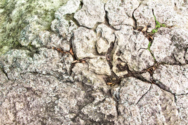 The large rocks on the background.
