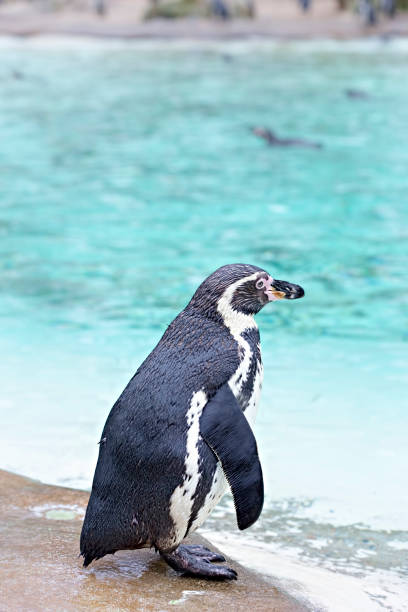 istock Group of humboldt penguins 674951782