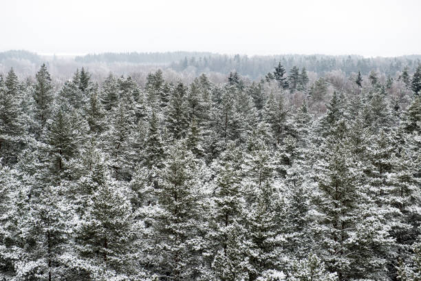 istock panoramic view of snowy forest. far horizon 674951788