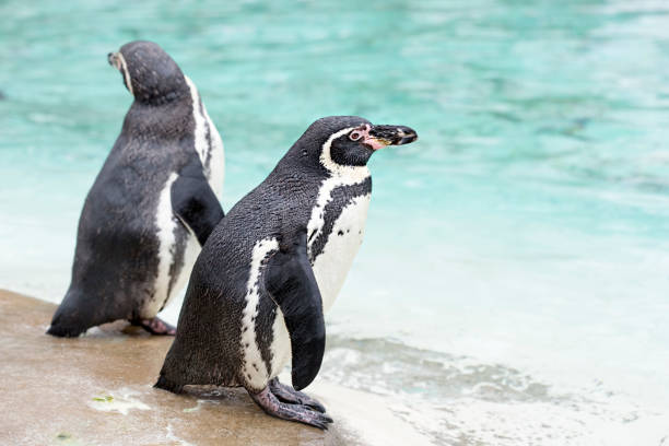 penguin - - antarctica penguin ice emperor stock-fotos und bilder