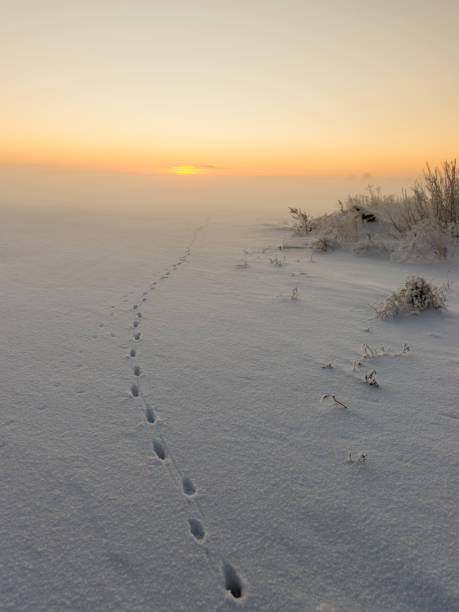 istock animal footsteps in snow  on cold morning 674952570