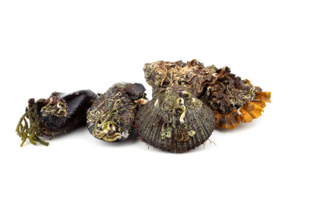 istock Oyster, mussel and scallop 674955532