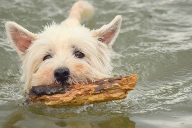istock west highland terrier fetching a stick from the water 674956170