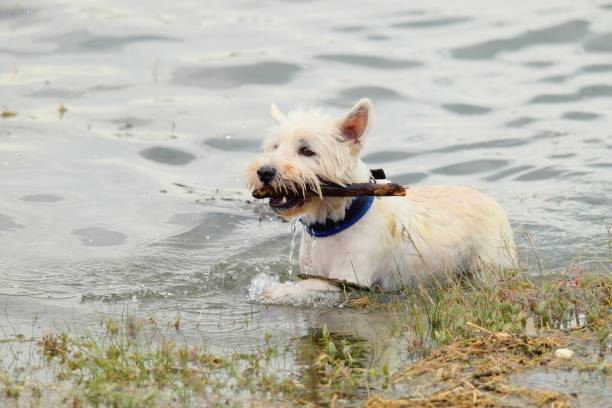 istock west highland terrier fetching a stick from the water 674956172