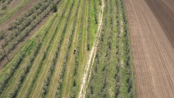 istock blossoming apple orchard in spring, aerial view 674958536