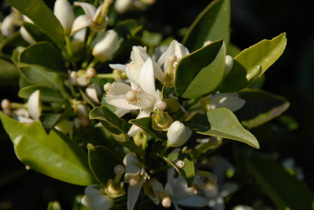 istock Orange blossom in Spain 674959662