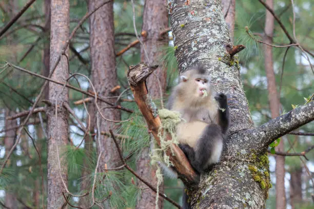 Photo of Yunnan Black Snub-Nosed Monkey (Rhinopithecus Bieti)