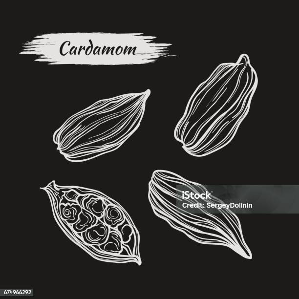 Cardamon Drawing Drawing Handmade Cardamom Stock Illustration - Download Image Now ...