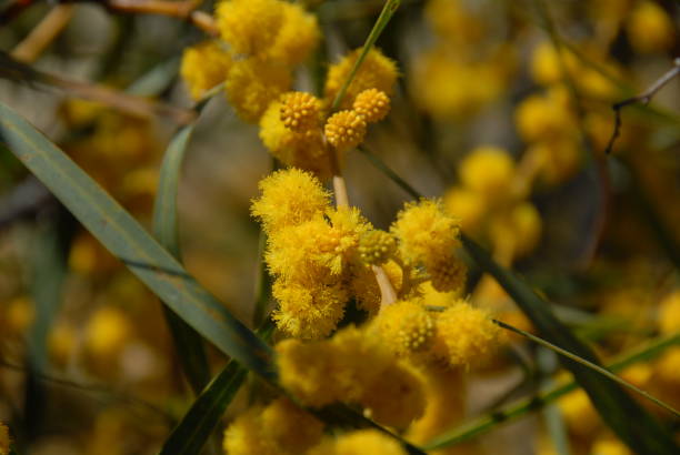 istock Yellow mimosa bloom in Spain 674970328