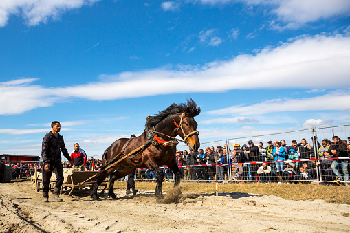 Sofia: Horses and their owners participate in a heavy pull tournament. The animals has to pull a load of hundreds of kilograms on a 30 m. track.