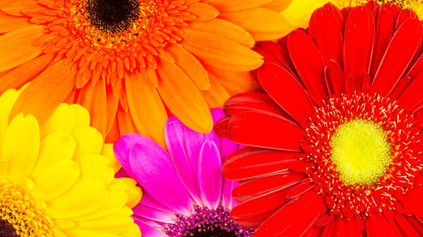 buquê de gerber - gerbera daisy stem flower head pink - fotografias e filmes do acervo