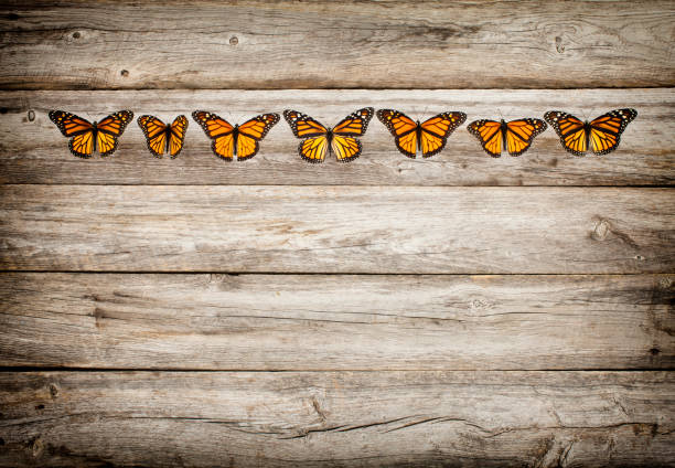 Monarch butterfly insects in a row on old rustic wood