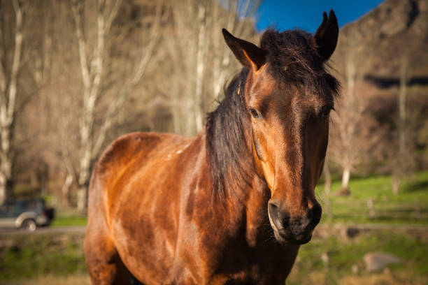 istock Mountain landscape with grazing horses 674981132