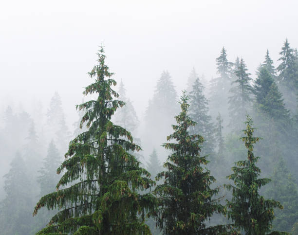 istock Foggy morning landscape 674984382